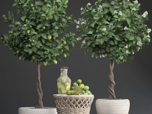 lemon tree with fruit 3D Model