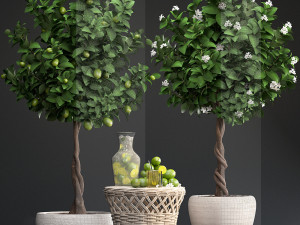 lemon tree with fruit Modèle 3D