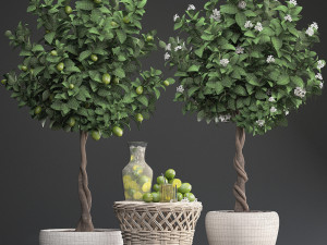 lemon tree with fruit Modèle 3D