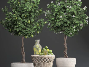 lemon tree with fruit 3D Model