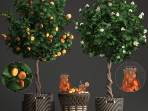 mandarin tree with fruit 3D Model