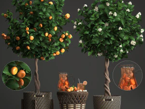 mandarijnboom met fruit 3D Model
