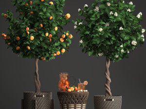 mandarin tree with fruit 3Dモデル