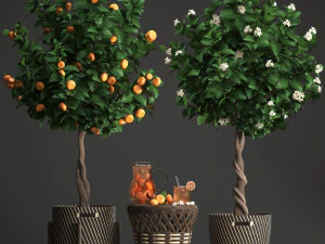 mandarin tree with fruit 3D Model