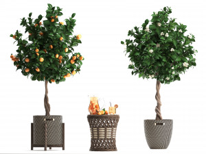 mandarin tree with fruit 3Dモデル