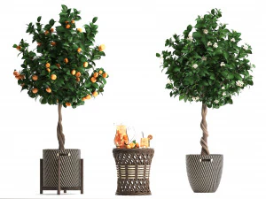 mandarin tree with fruit 3D Model