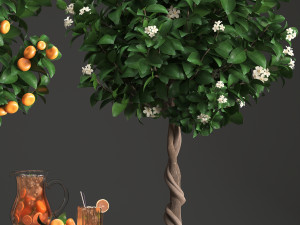 mandarin tree with fruit 3Dモデル