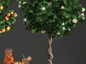 mandarin tree with fruit 3D Model