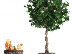 mandarin tree with fruit 3D Model