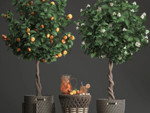 mandarin tree with fruit 3D Model