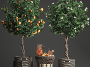 mandarin tree with fruit 3Dモデル