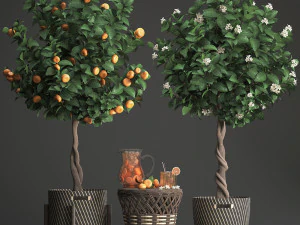 mandarin tree with fruit 3D Model