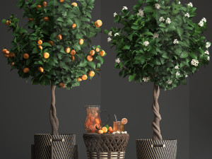 mandarin tree with fruit 3Dモデル