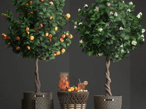 mandarin tree with fruit 3D Model