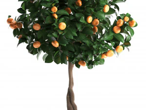 mandarin tree with fruit 3D Model