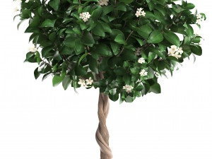 mandarin tree with fruit 3Dモデル