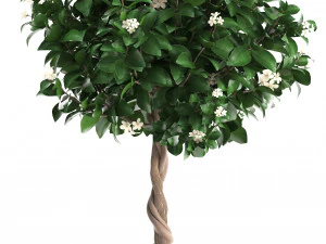 mandarin tree with fruit 3D Model