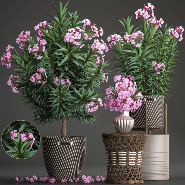 collection nerium oleander 3D Model .c4d .max .obj .3ds .fbx .stl .blend 