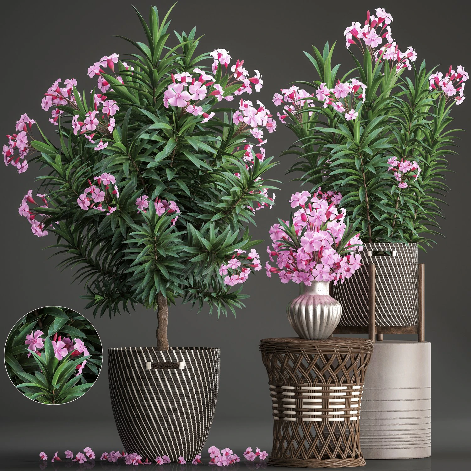 collection nerium oleander 3D Model .c4d .max .obj .3ds .fbx .stl .blend
