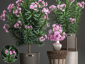 collection nerium oleander Model 3D