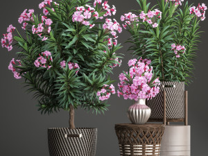 collection nerium oleander 3D Model