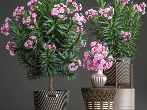 collection nerium oleander 3D Model