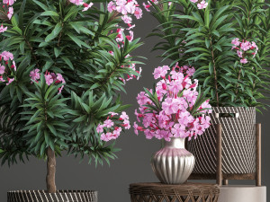 collection nerium oleander 3D Model