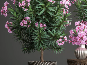 collection nerium oleander 3D Model