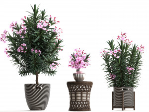 collection nerium oleander 3D Model