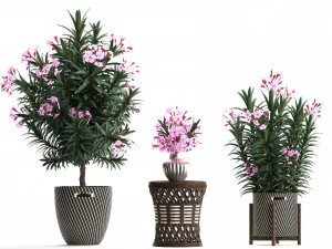 collection nerium oleander 3D Model