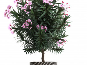 collection nerium oleander 3D Model