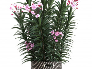 collection nerium oleander 3D Model