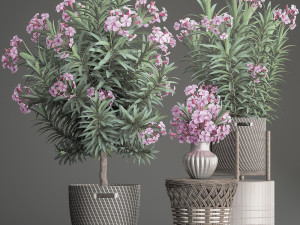 collection nerium oleander 3D Model