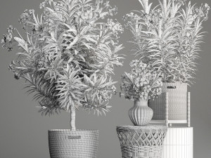 collection nerium oleander 3D Model