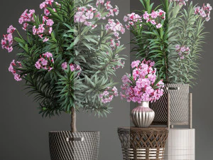collection nerium oleander 3D Model