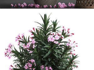 collection nerium oleander 3D Model