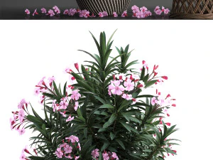 collection nerium oleander 3D Model