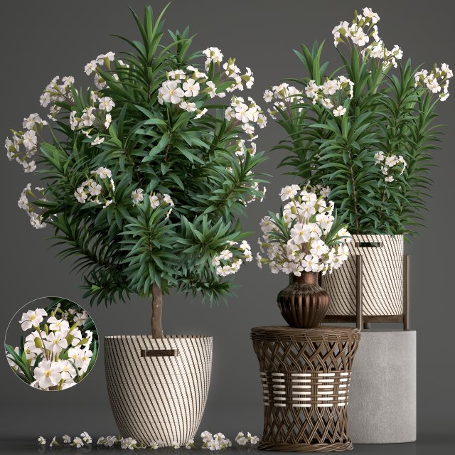 collection nerium oleander 2 3D Модель .c4d .max .obj .3ds .fbx .stl .blend 