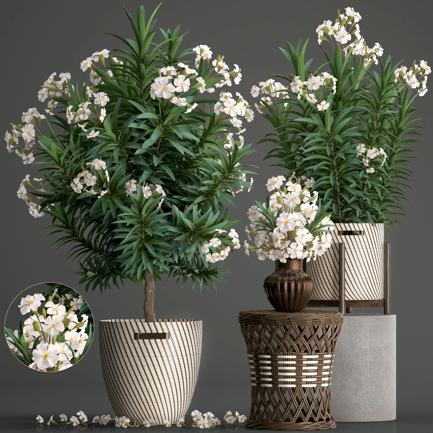 collection nerium oleander 2 3D Model .c4d .max .obj .3ds .fbx .stl .blend 