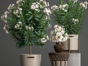collection nerium oleander 2 3D Модель
