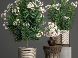 collection nerium oleander 2 3D Model