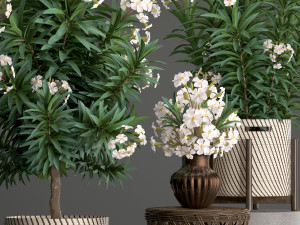 collection nerium oleander 2 3D Модель