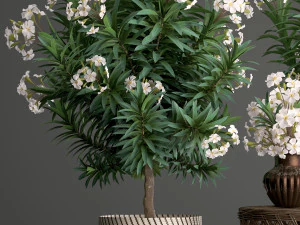 collection nerium oleander 2 3D Model