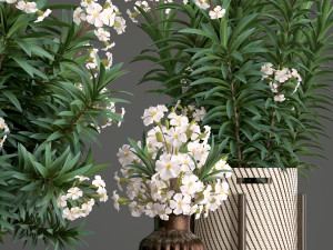 collection nerium oleander 2 3D Модель