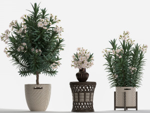 collection nerium oleander 2 3D Модель