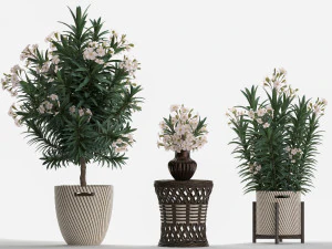 collection nerium oleander 2 3D Model