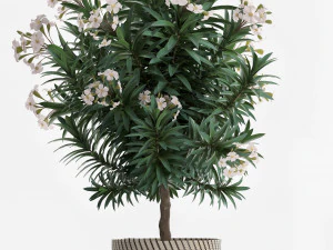collection nerium oleander 2 3D Model