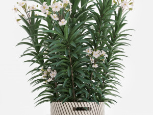 collection nerium oleander 2 3D Модель