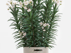 collection nerium oleander 2 3D Model