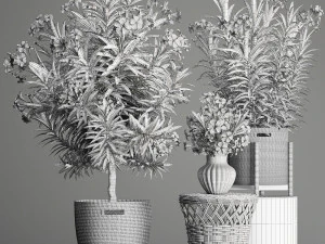 collection nerium oleander 2 3D Model